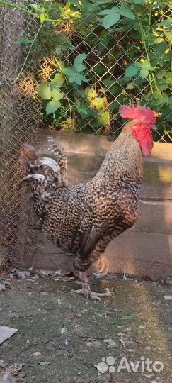 Домашние петухи, индоутки и утята