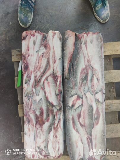 Горбуша оптом