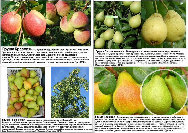 Абрикос, груши, сливы, декоративные яблони