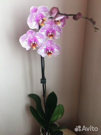 Орхидея фаленопсис