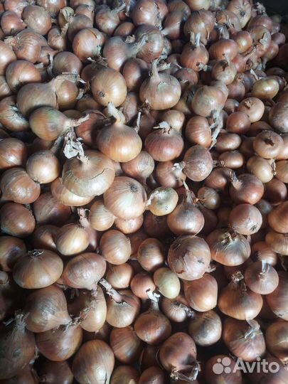 Лук Бессоновский