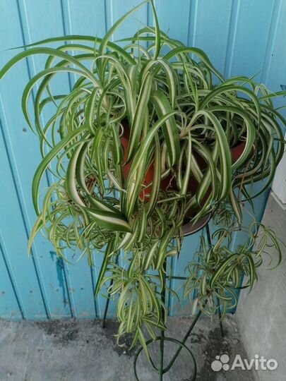 Хлорофитум