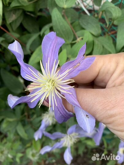 Клематис Ист Ривер