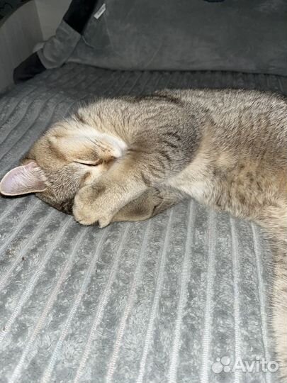 Шотландский кот