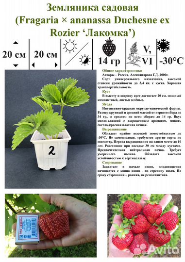 Саженцы Земляники садовой (Клубники)