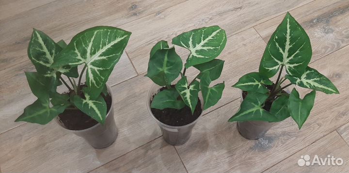 Сингониум,рафидофора