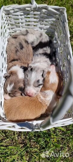 Бордер колли