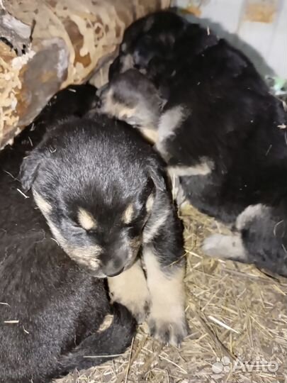 Щенки овчарки