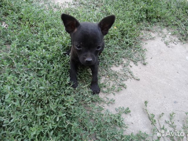 Продаются щенки той терьера