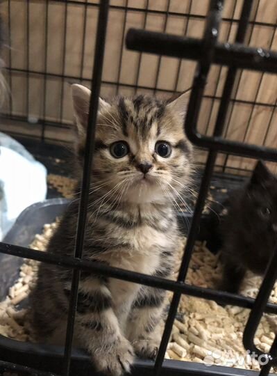 Котенок 2мес., девочка