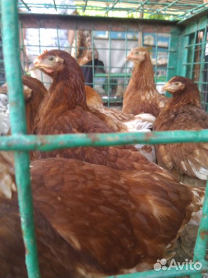 Продаются куры молодки