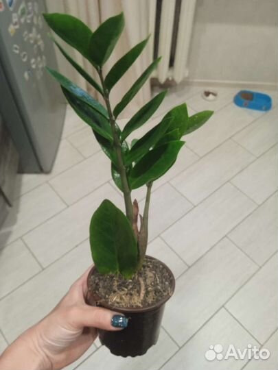 Замиокулькас