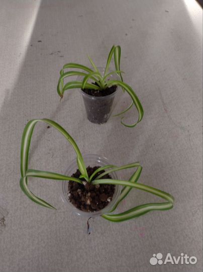 Хлорофитум