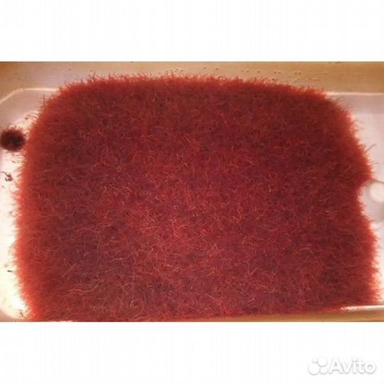 Трубочник изя, Декапсулированная артемия