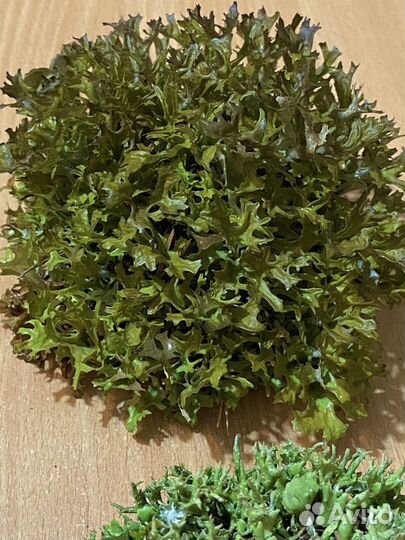 Цетрария - исландский мох. Кладония, пармелия