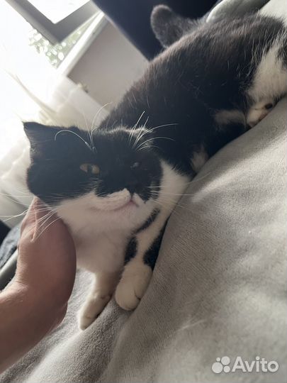 Кошка или кошки
