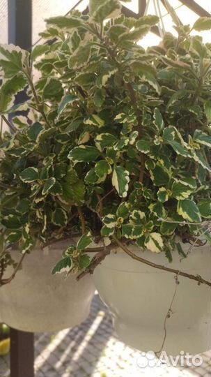 Гортензия саженцы,хлорофитум,батат,традесканция