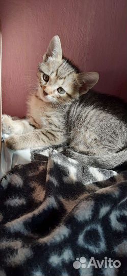 Милые котятки в заботливые руки