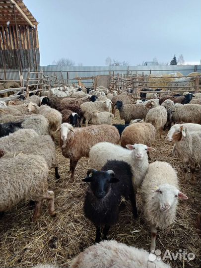 Овцы бараны