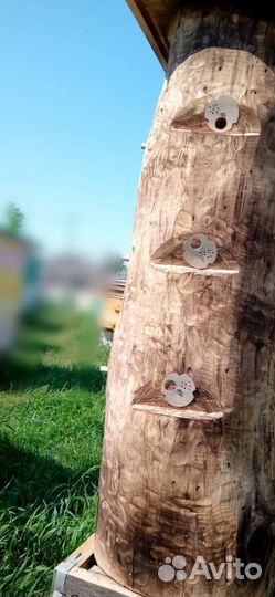 Колода (борть) для пчёл