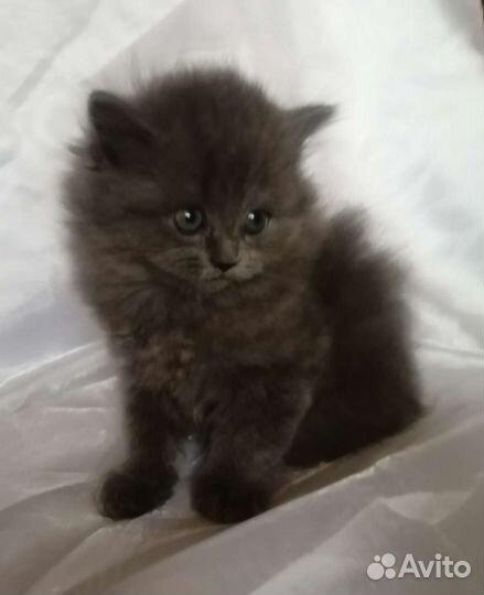 Шотландские котята