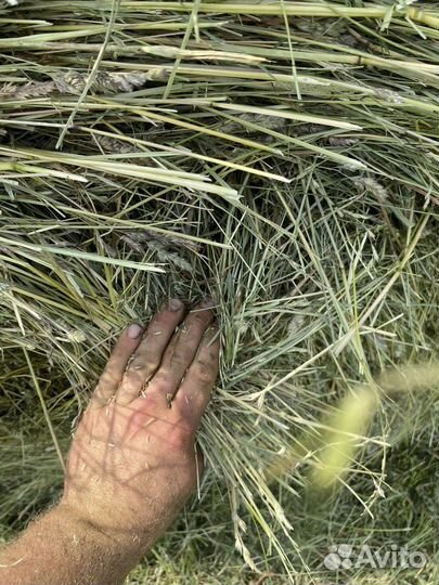 Сено луговое (2023 года)с доставкой