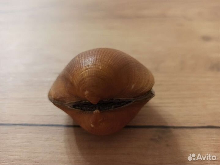 Морская раковина