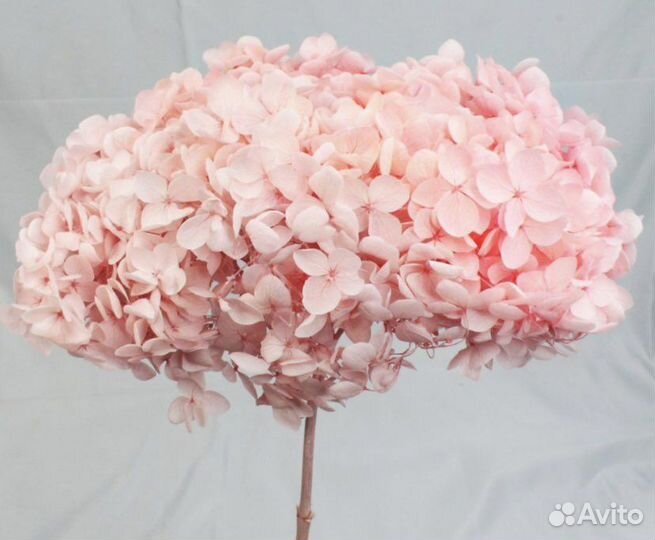 Гортензии сухоцветы