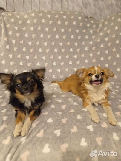 Отдам чихуахуа