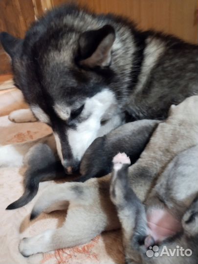 Щенки сибирской хаски