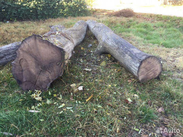 Продам морёный дуб