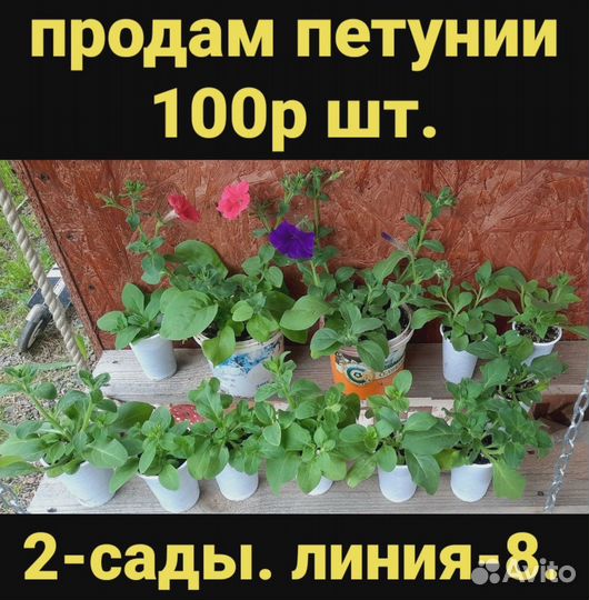 Рассада петунии