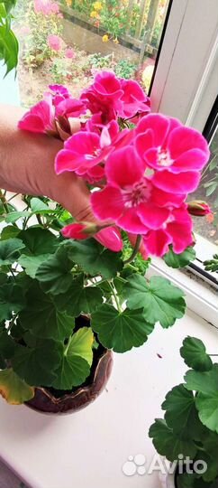 Герань пеларгония