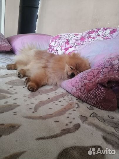 Продам шпицев