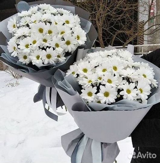 Хризантема