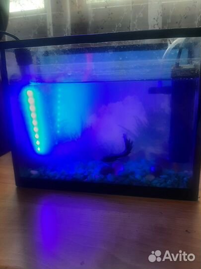 Аквариум с рыбками