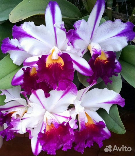 Орхидея Каттлея