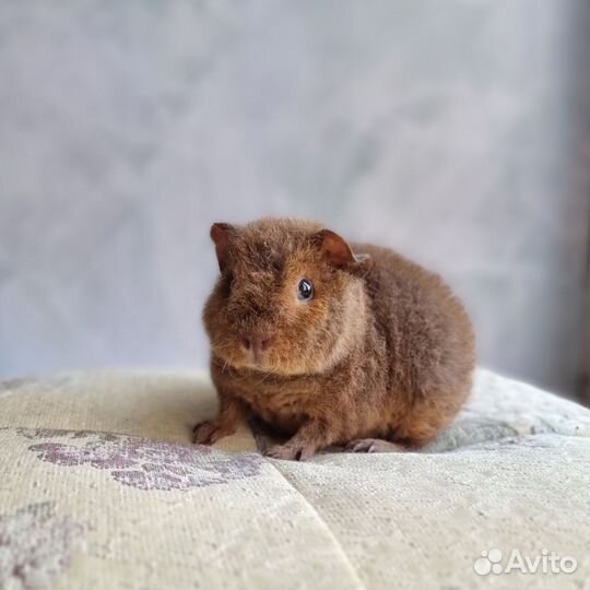 Морские свинки американский тедди девочки