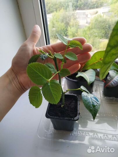 Роза кустовая