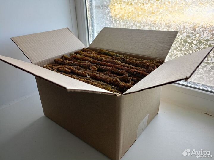 Лишайник Ксантория