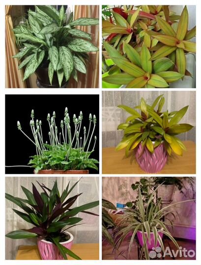 Комнатные цветы