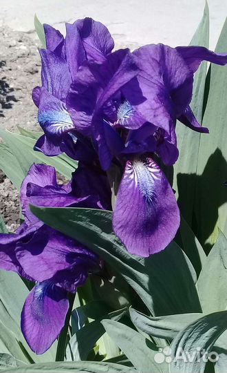 Ирисы