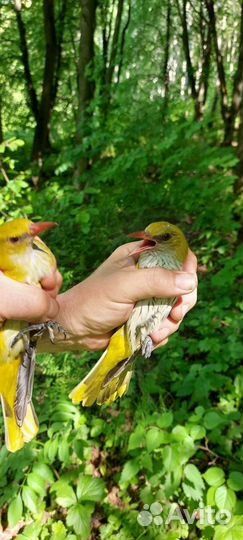 Птицы певчие лесные