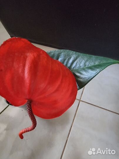 Антуриум шерцера