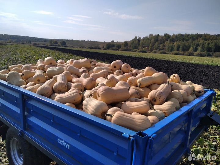 Тыква мускатная, десертная