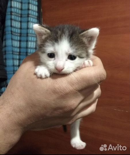 Котенок
