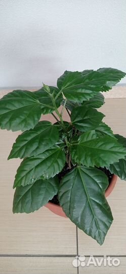 Гибискус китайская роза 2 шт красный