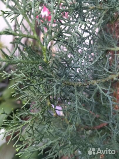 Кипарис (вечнозеленое хвойное растение)