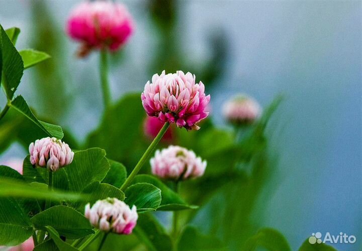 Клевер Розовый Гибридный, семена оптом