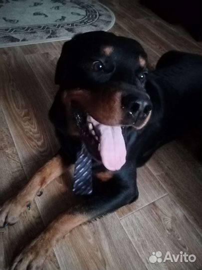 Вязка ротвейлера